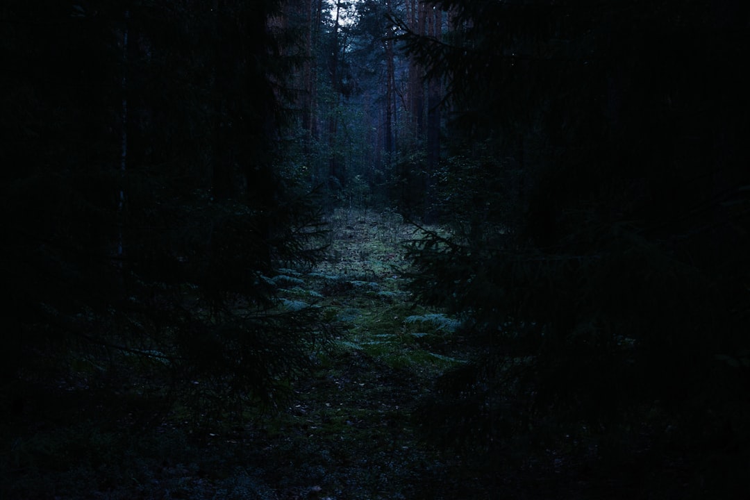 The Lost Ones movie trailer dark forest